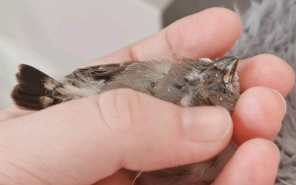 珍珠鸟搓一下炸毛啾啾