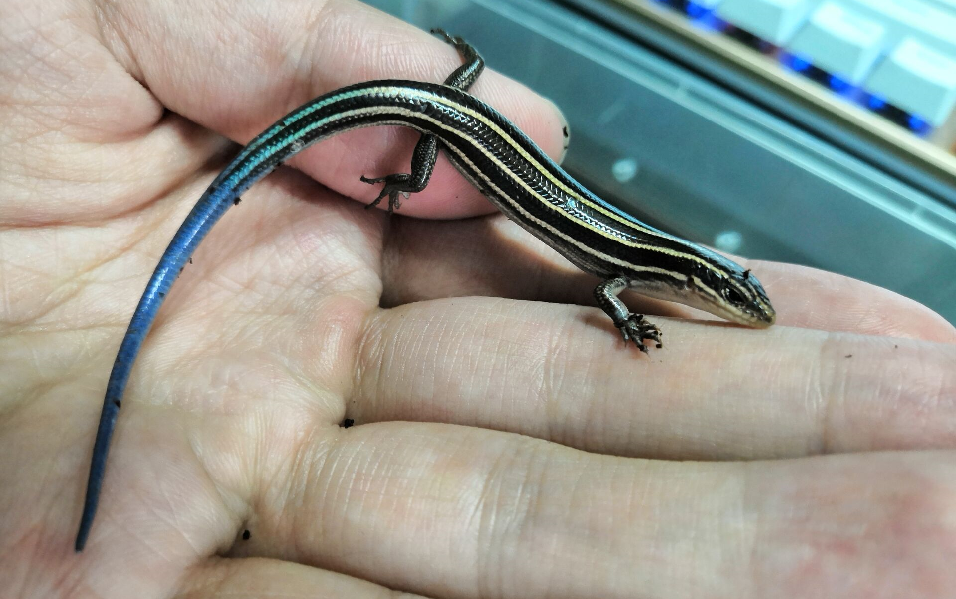 蓝尾石龙子的吃食现场