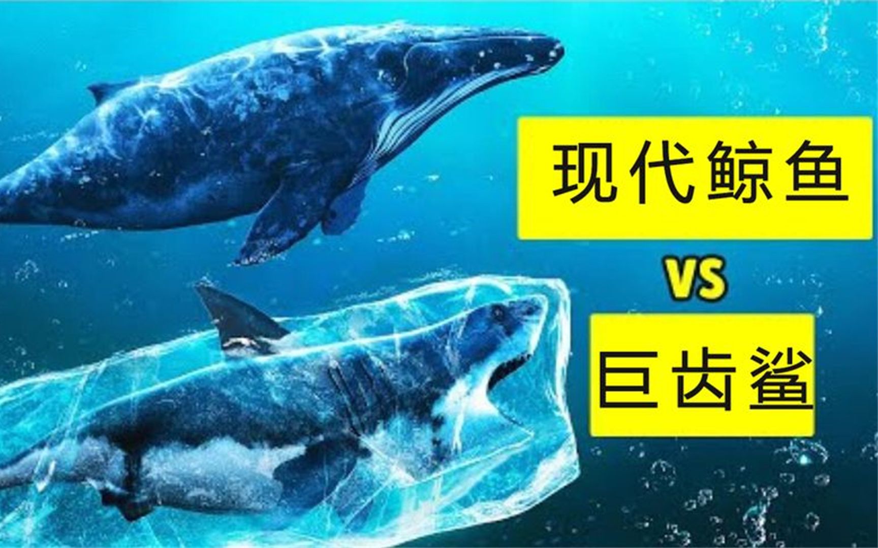 深海霸主巨兽对决,巨齿鲨VS现代鲸鱼,究竟谁更厉害?哔哩哔哩bilibili