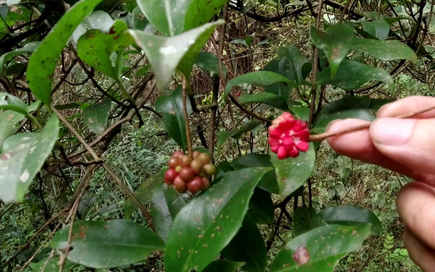 小伙独闯深山,发现10多年没有吃过的野果"酒饭团"你们吃过吗?