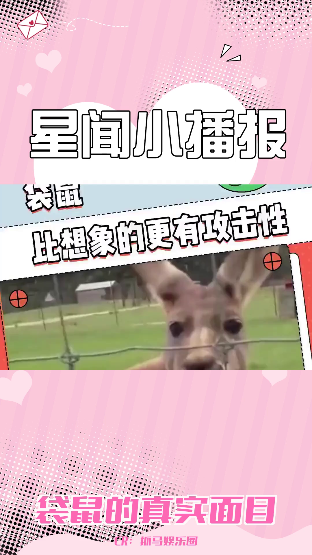 袋鼠:比你想象的更加凶猛!哔哩哔哩bilibili