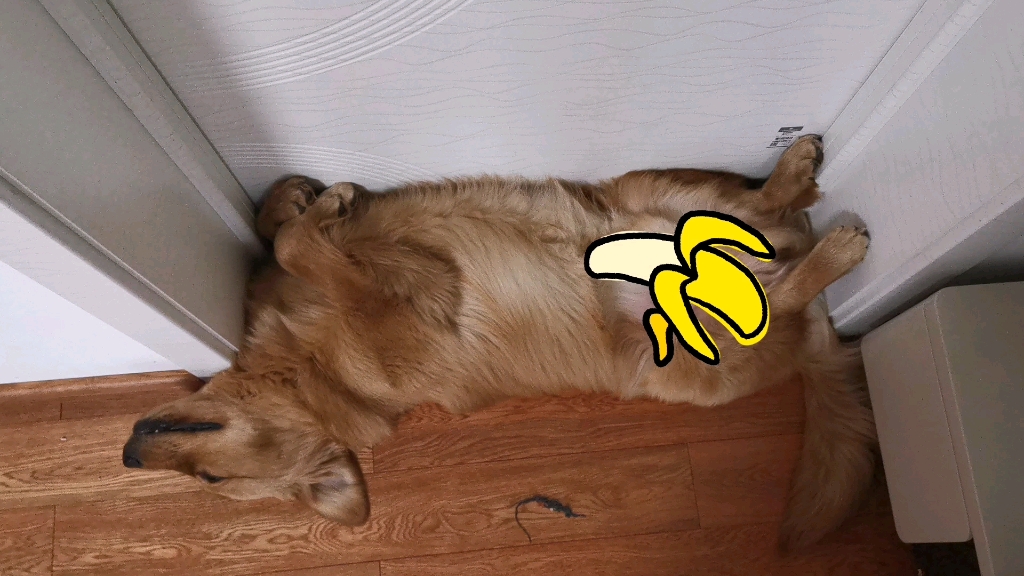 傻狗子,你终于发现你长大了,这么睡觉不舒服了啊