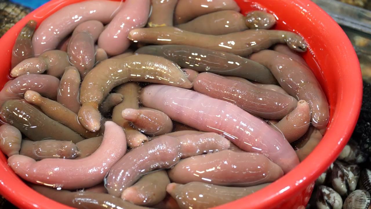 【韩国美食】海肠刺身 海鲜市场小吃 海肠刺身 刺身 韩国街头美食