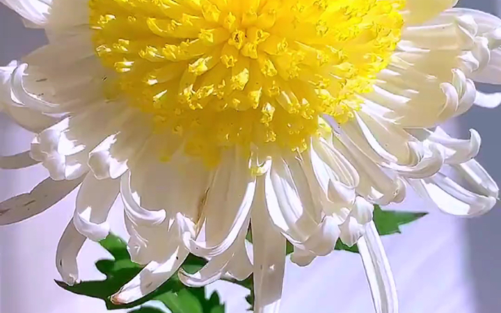 菊花 #治愈系风景 #每一帧都是热爱 #抖音带你去赏花 #赏菊花