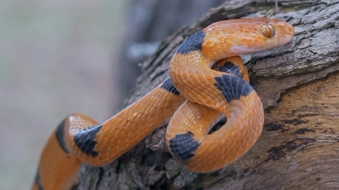 (暂译)半环猫眼蛇 东部虎蛇 Telescopus semiannulatus (yt@africansnakebiteinstitue哔哩哔哩bilibili