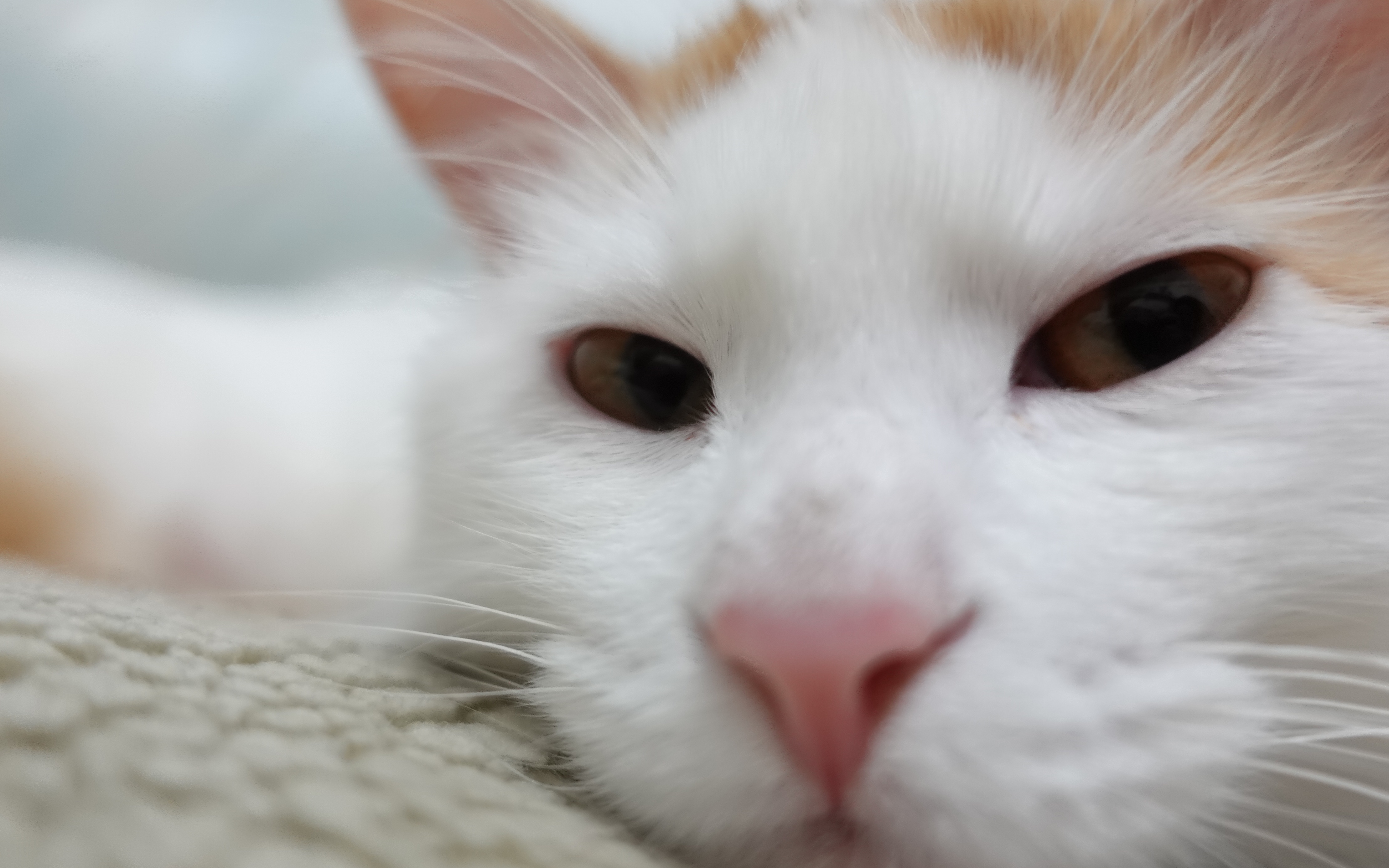 中华田园猫绣虎一只猫酱的抗争史诗thefighter预告片主演绣虎