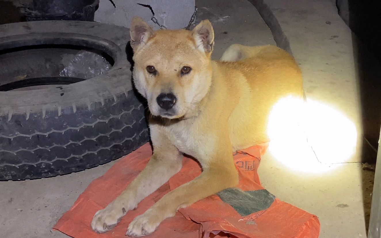 进山找到了几条不错的广西土猎,现在品相好的田园犬越来越稀少了