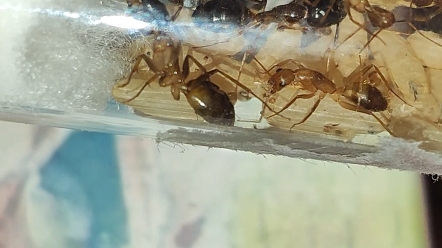 抓了一窝挺好看的弓背蚁