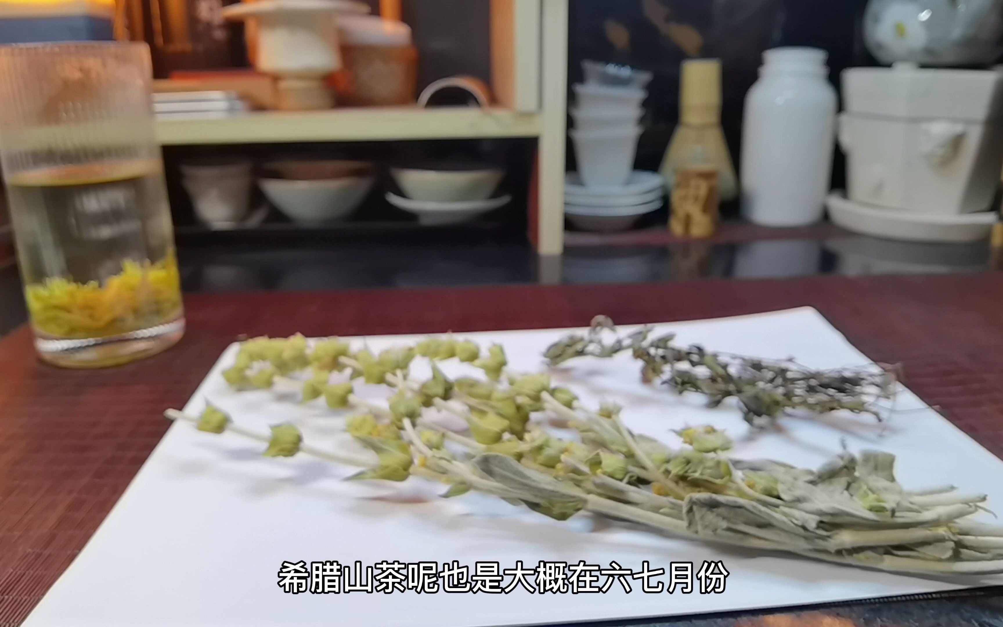 【山茶】非茶之茶 唇形科香料希腊山茶与云南山茶,碰撞的东西方香文化哔哩哔哩bilibili