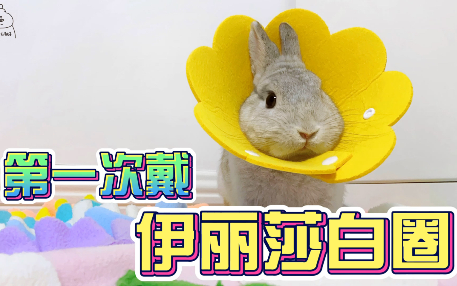 活动作品兔子仙桃子第一次戴伊丽莎白圈