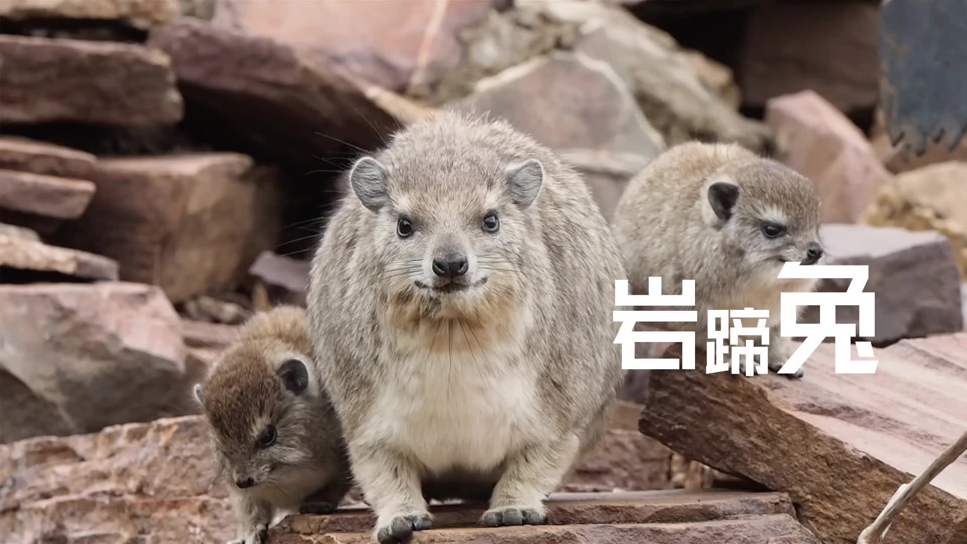 【牛博士带你认识动物圈】岩蹄兔