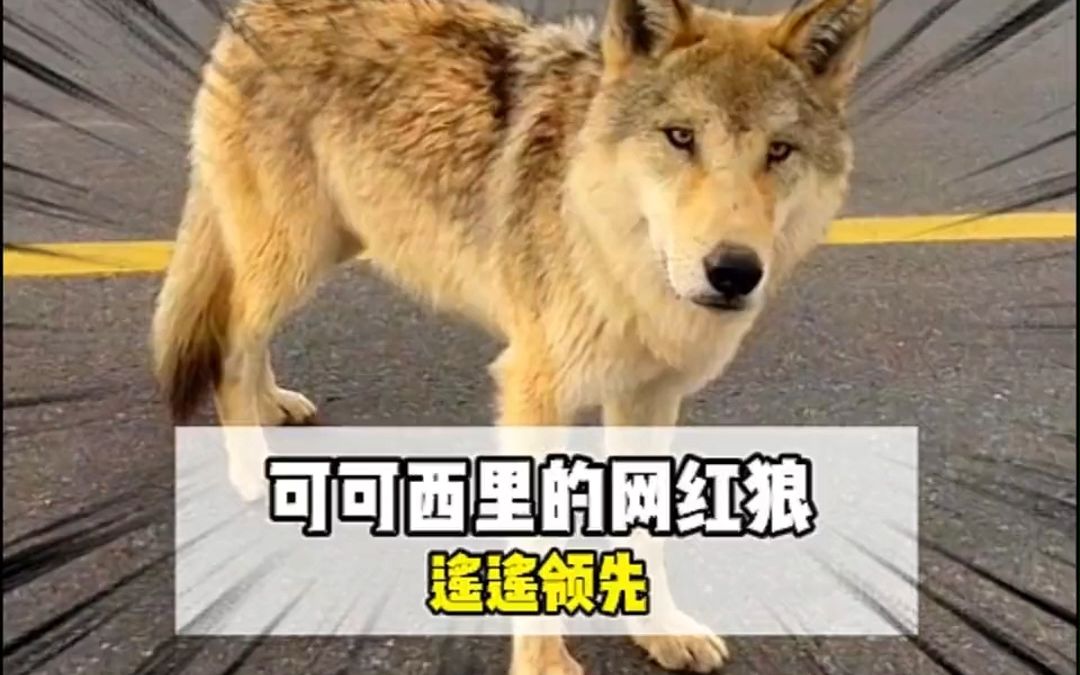 [图]狼生的巅峰，做狗有什么不好的？