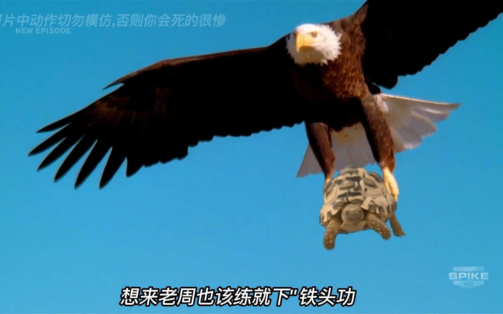 老鹰抓起乌龟高空砸人,这是b2轰炸机原型吗