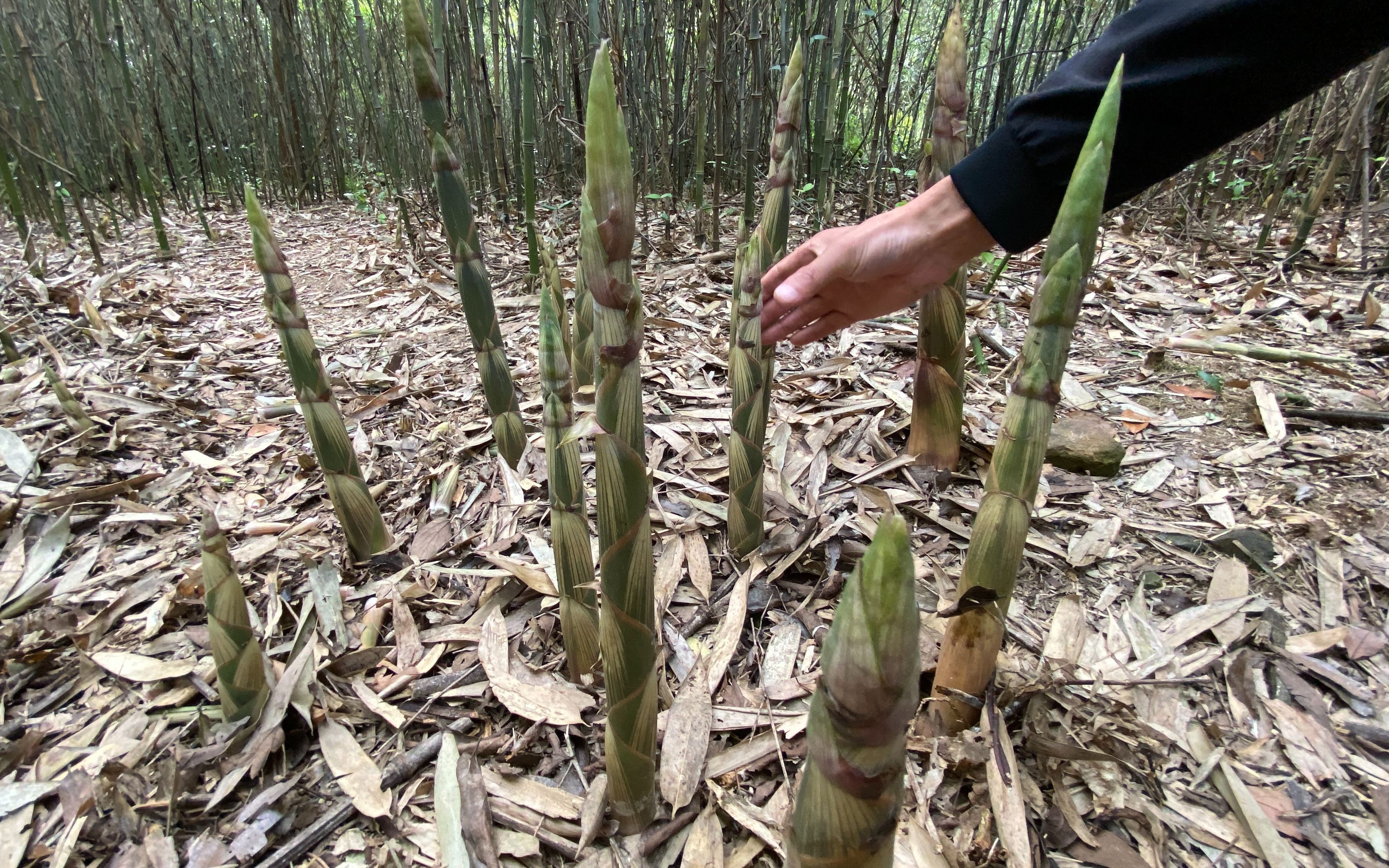 [图]野竹笋长得太快，满地的笋子多到拔不完，老乡卖笋一天收入1000元