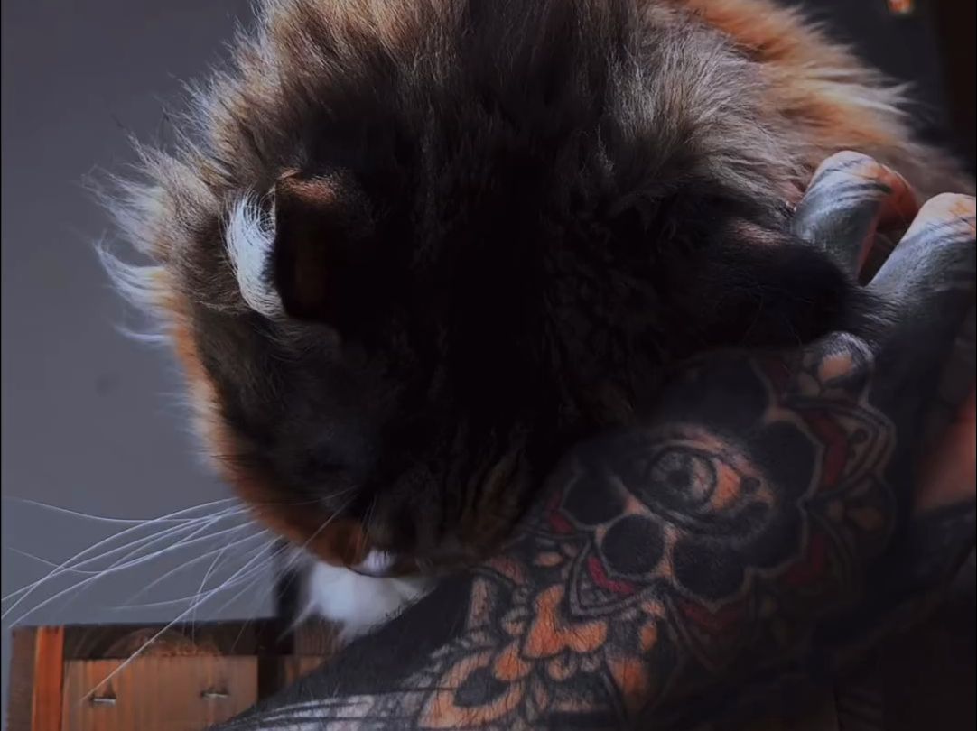 这猫压迫感太强了