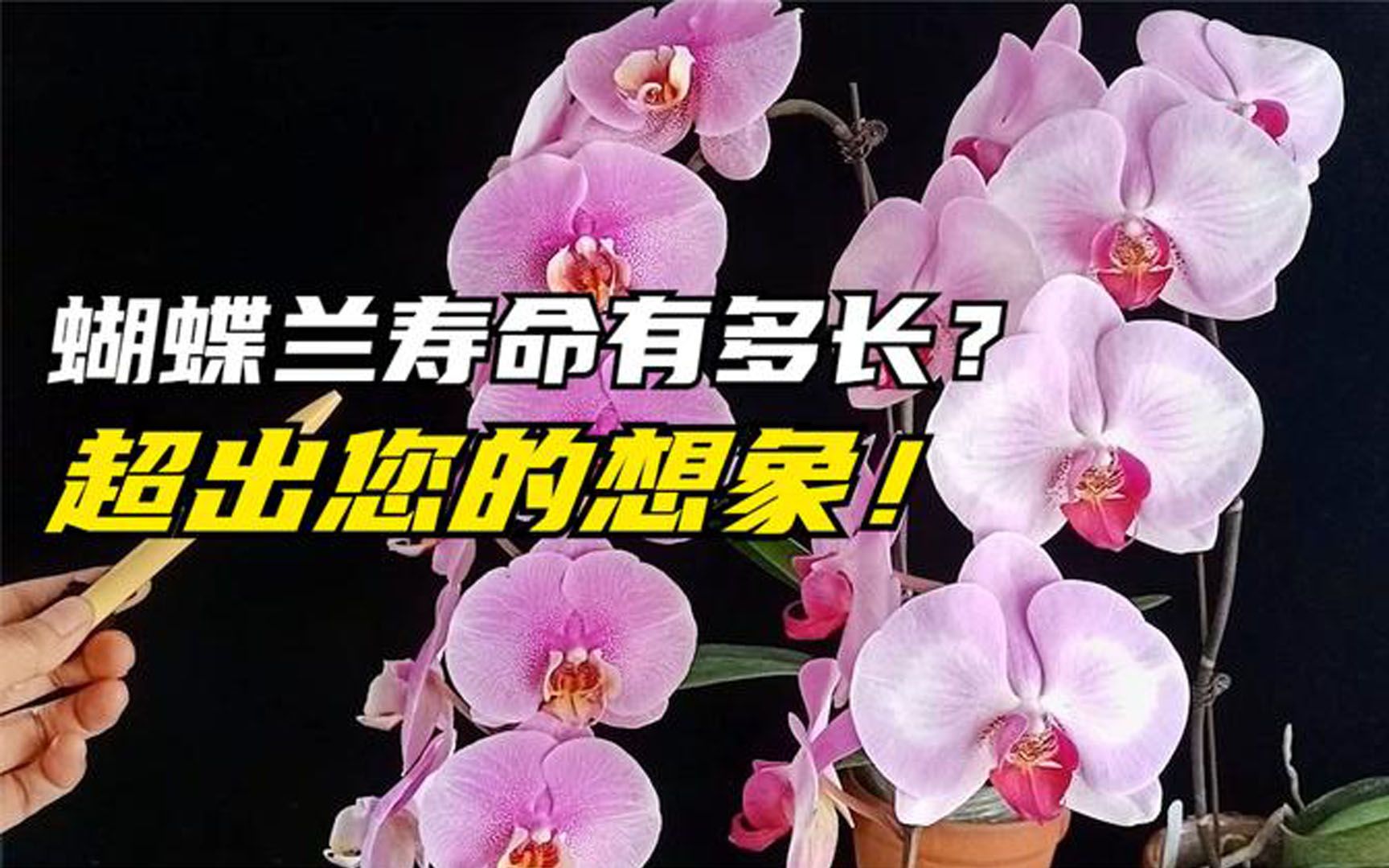 184 一盆洋兰蝴蝶兰的寿命有多长?您根本想象不到!哔哩哔哩bilibili