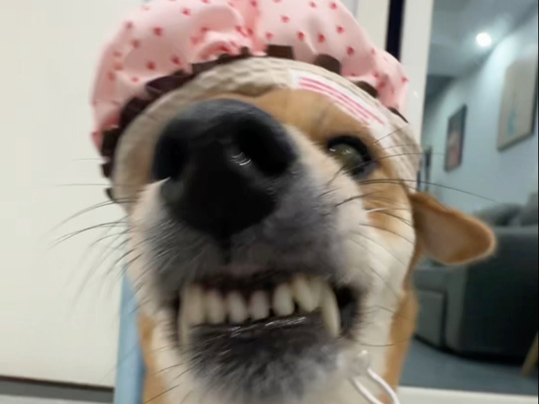 贤者我也有才艺