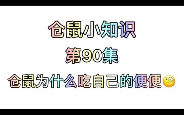 仓鼠小知识第90集:仓鼠为什么吃自己的便便?哔哩哔哩bilibili