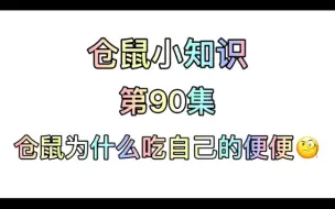 下载视频: 仓鼠小知识第90集：仓鼠为什么吃自己的便便？