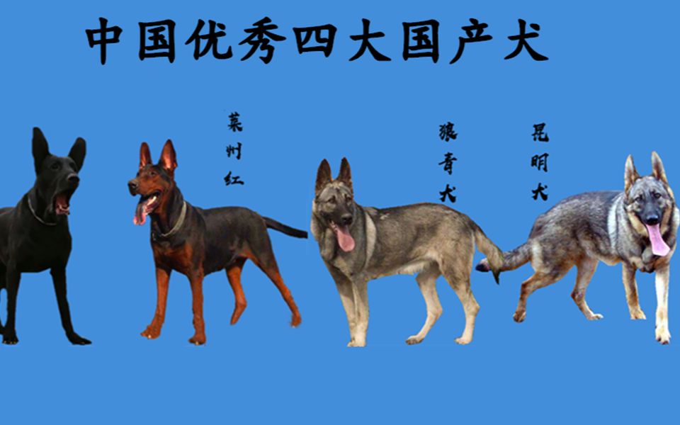 中国犬类品种大全图片