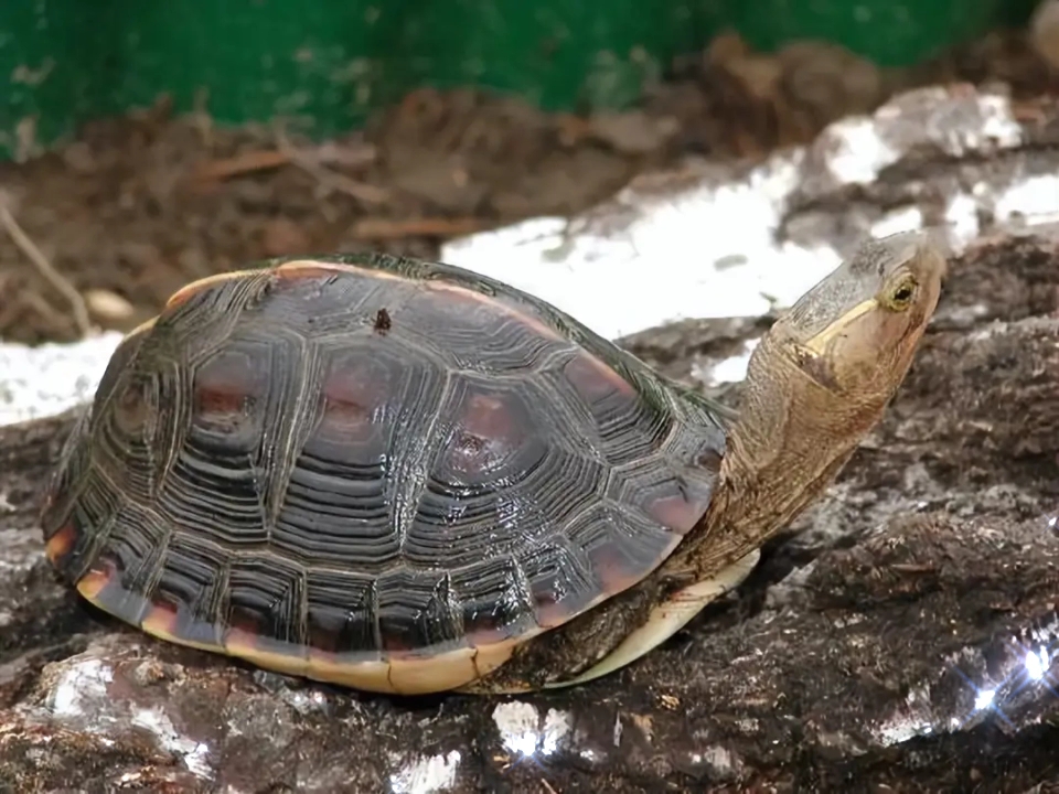 黄缘闭壳龟