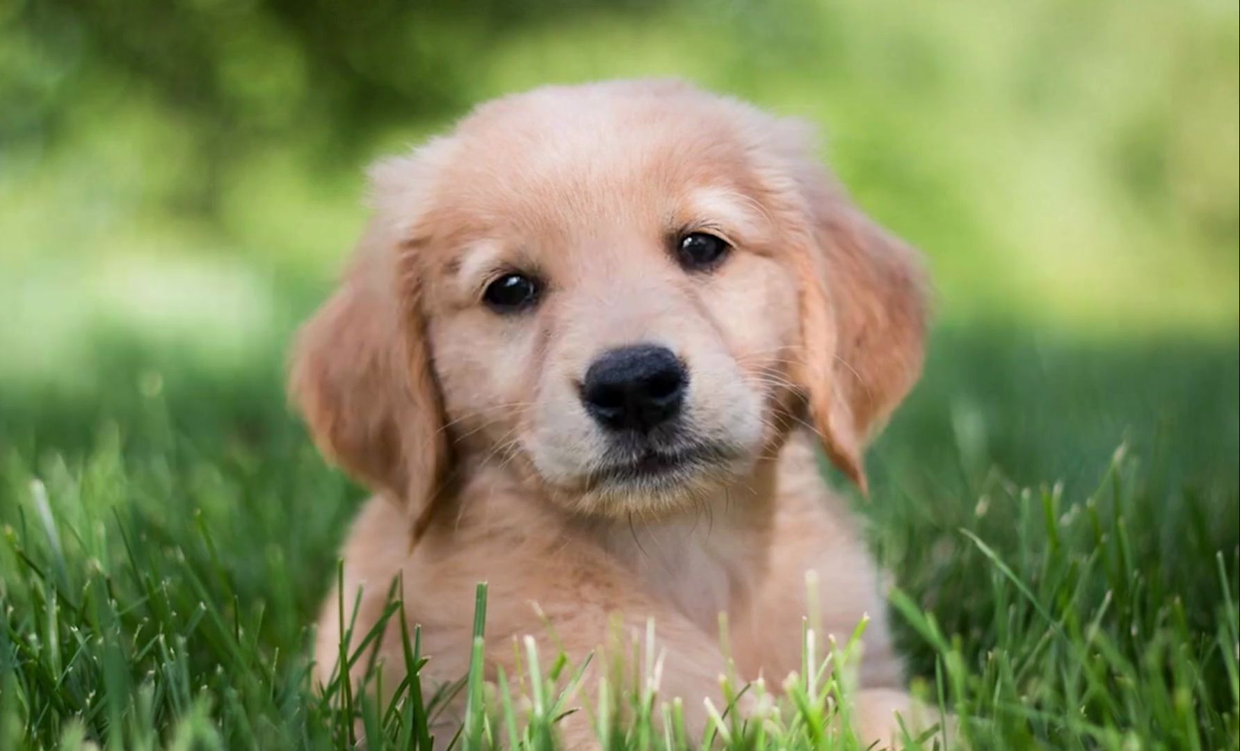 看看宠物犬以前都是干什么工作的,哈哈哈