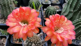 6月6日 籽播美花海王 丽花龙之卵开花 哔哩哔哩 Bilibili