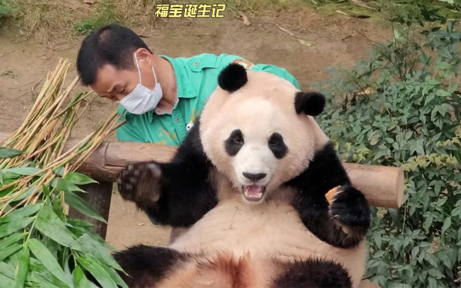 纪录片守护大熊猫之福宝诞生记己经播出,看到爱宝的坎坷生崽路和中韩