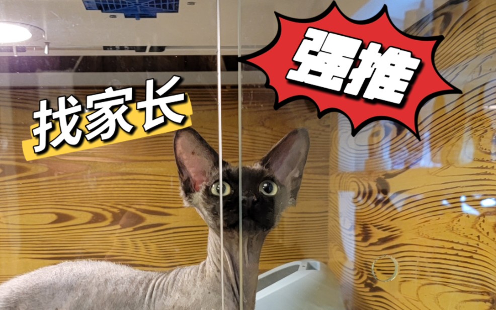 德文卷毛猫市场价多少?哔哩哔哩bilibili