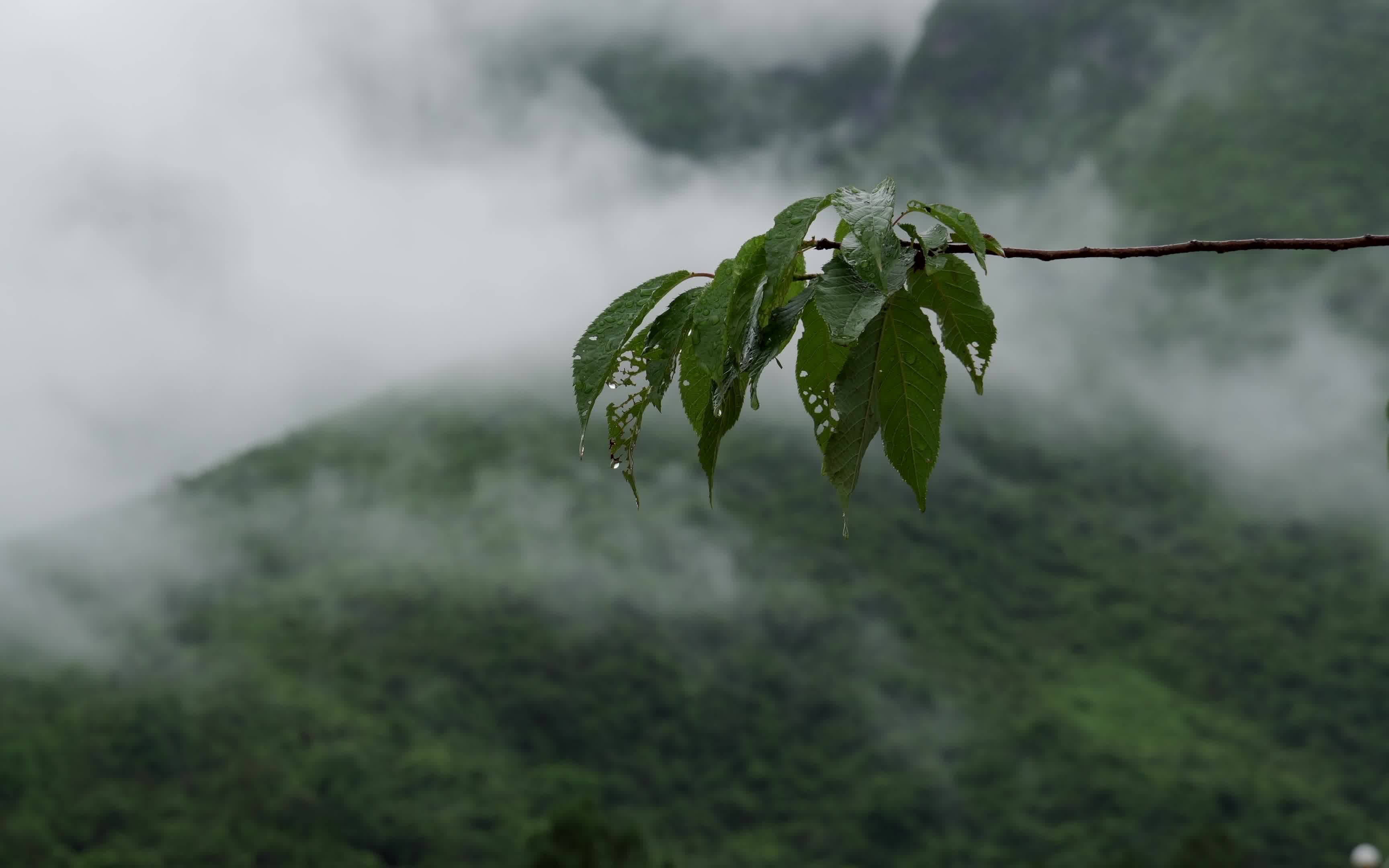 用相机记录下雨天的深山老林