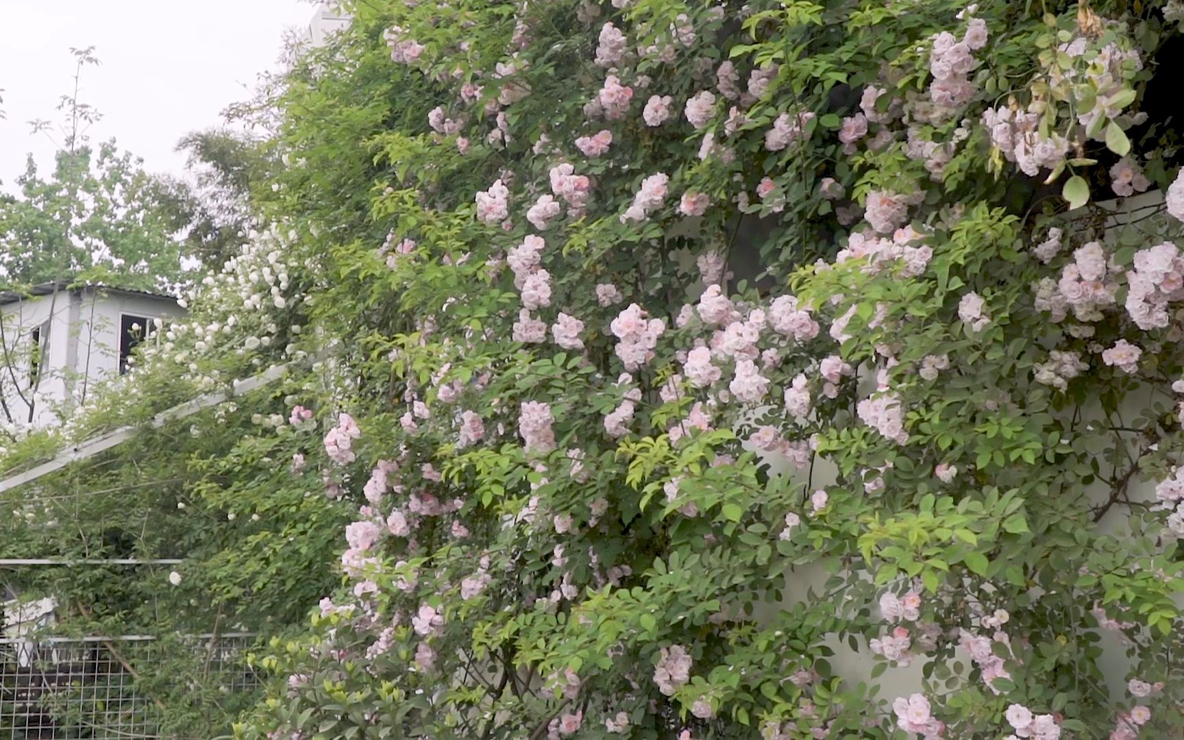 [图]从1棵花苗到10米花墙，我用了4年