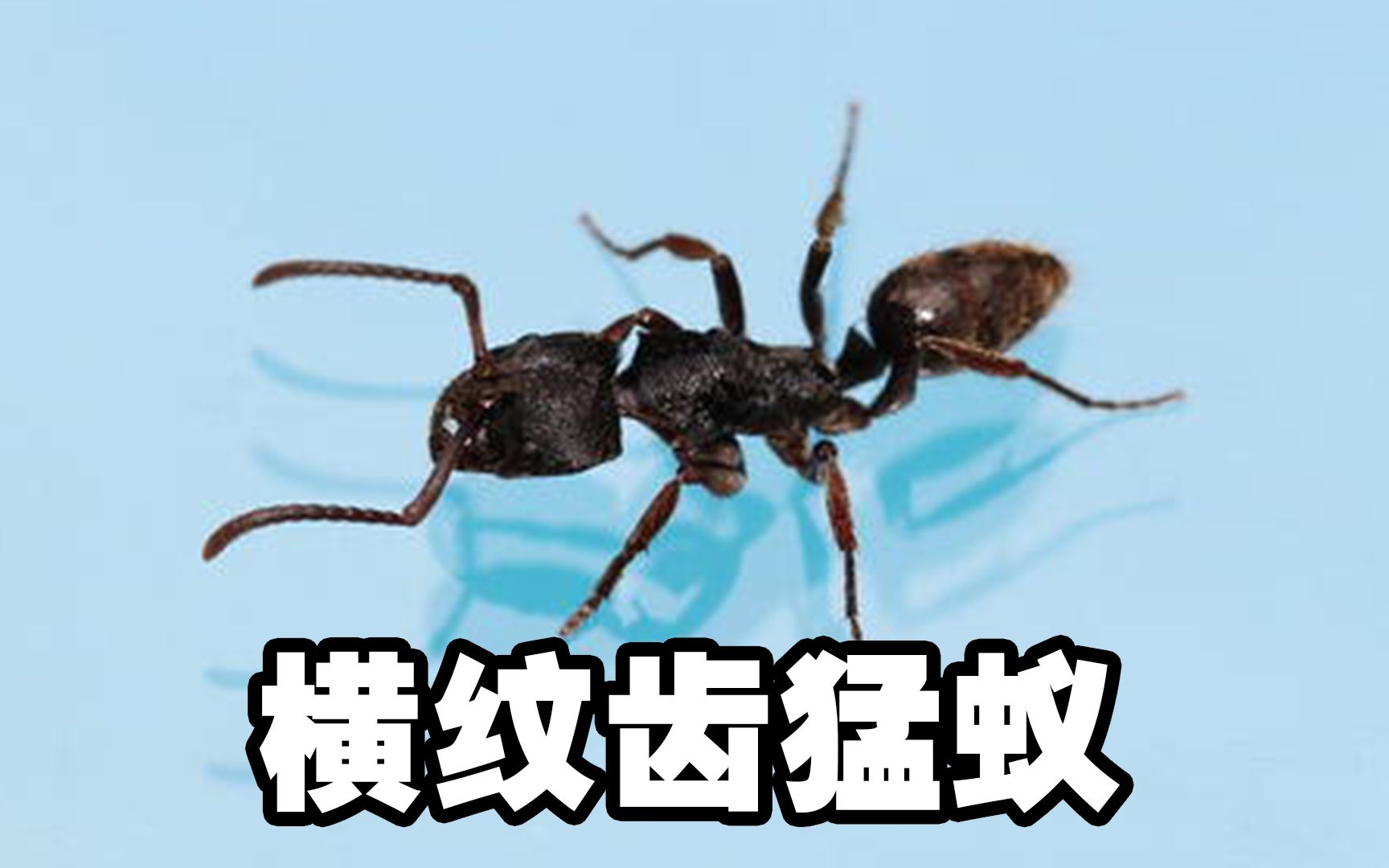 新后横纹齿猛蚁一个月后