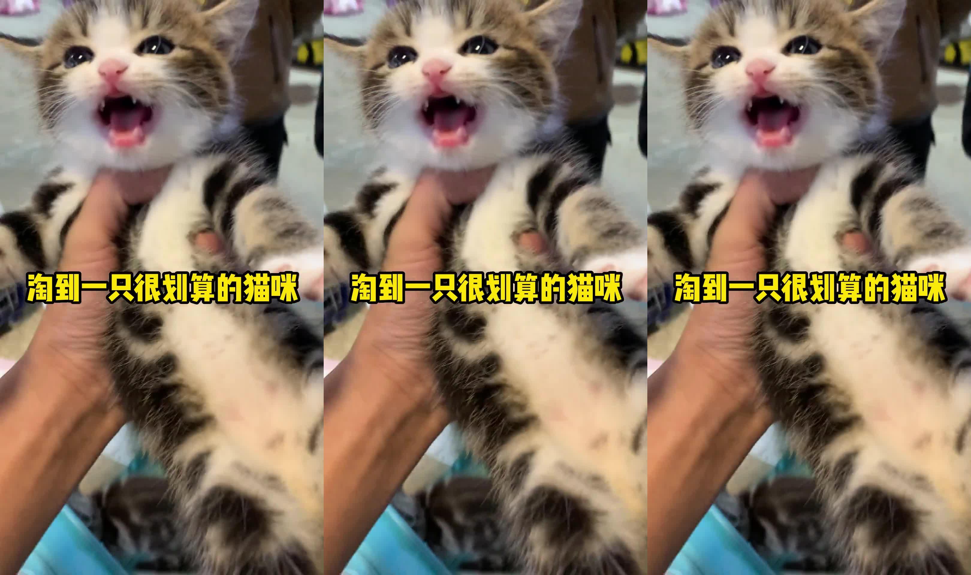 有认识这是什么品种的猫吗哔哩哔哩bilibili