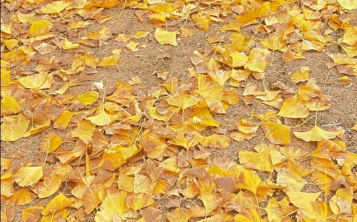 "满地黄花堆积",秋天是诗人里的画