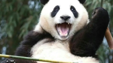 福宝虽然调皮,但是很可爱呀