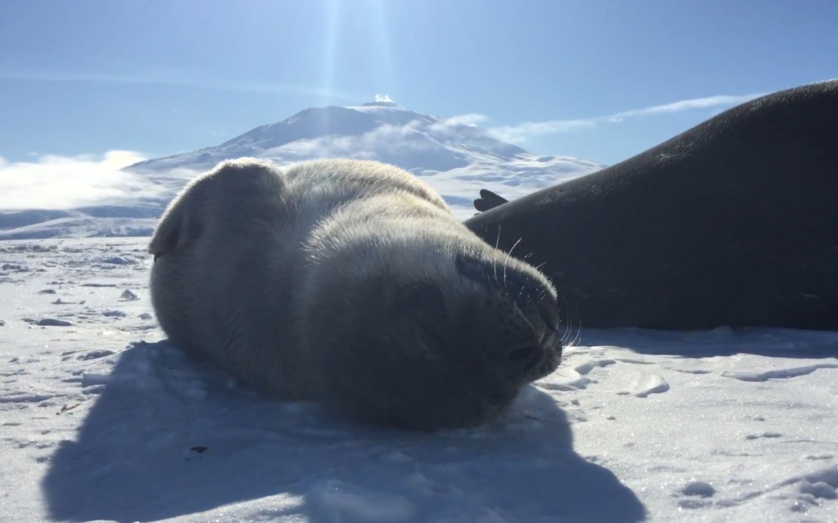 小海豹:沉浸式睡觉