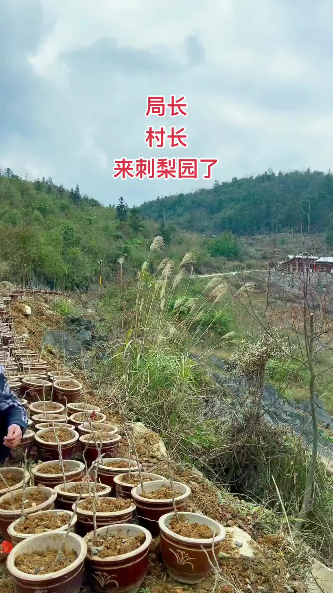 [图]路边的刺梨发芽了等你来看花喻见松桃山里姑娘我的乡村生活热门大