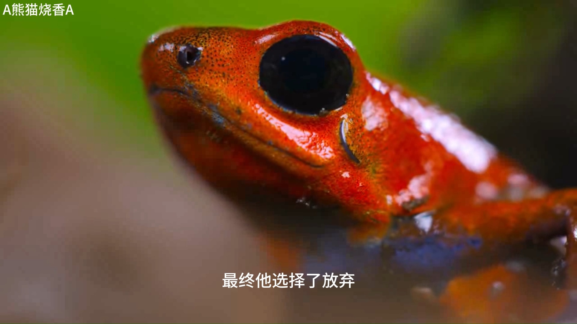 箭毒蛙和火腹地蛇的故事