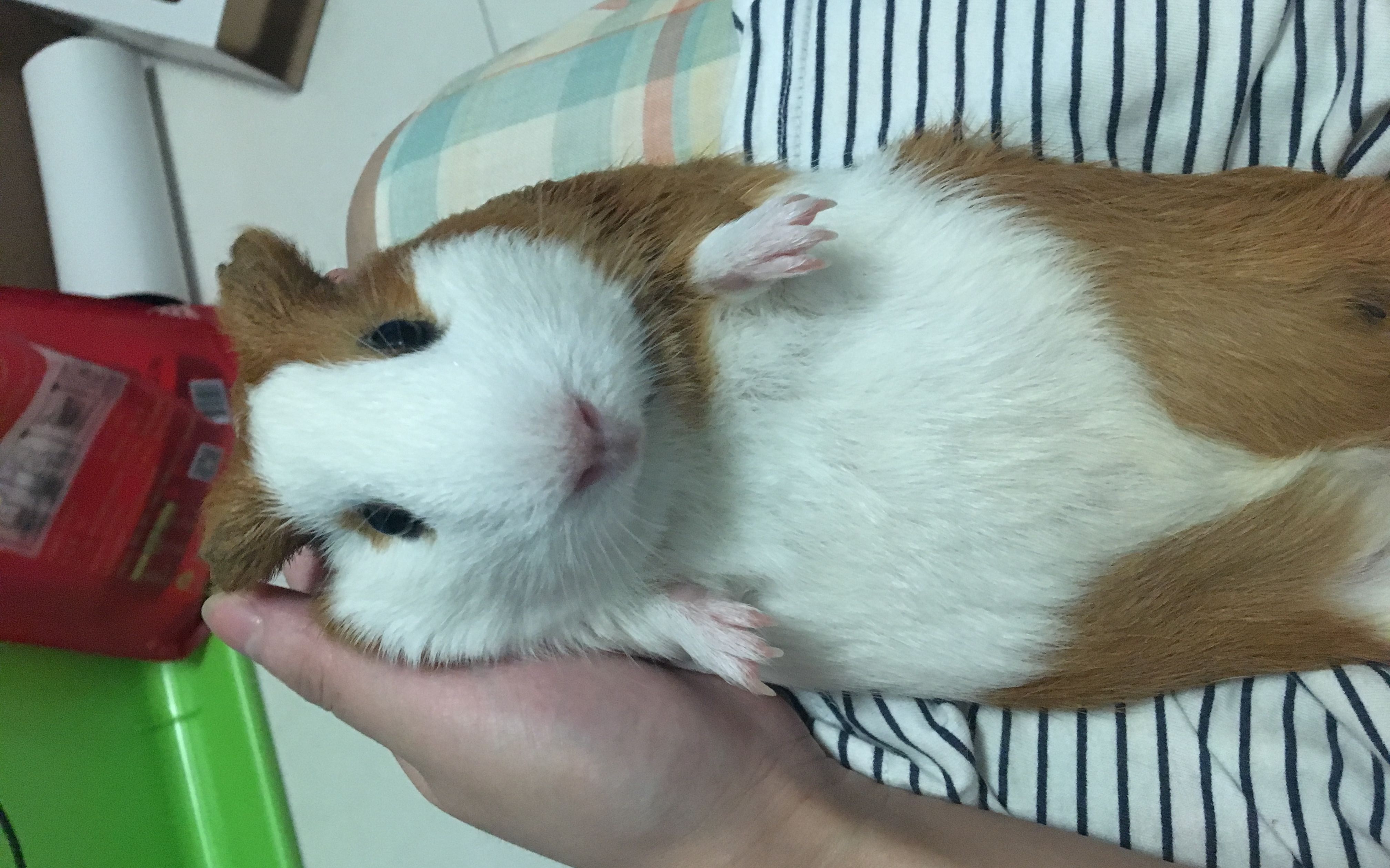 【荷兰猪阿肥】#随拍纪录# 没有什么可以阻挡,一只猪猪对自由的向往
