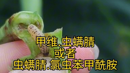 豆角常见害虫及防治药剂! #蓟马 #豆角 #豇豆哔哩哔哩bilibili