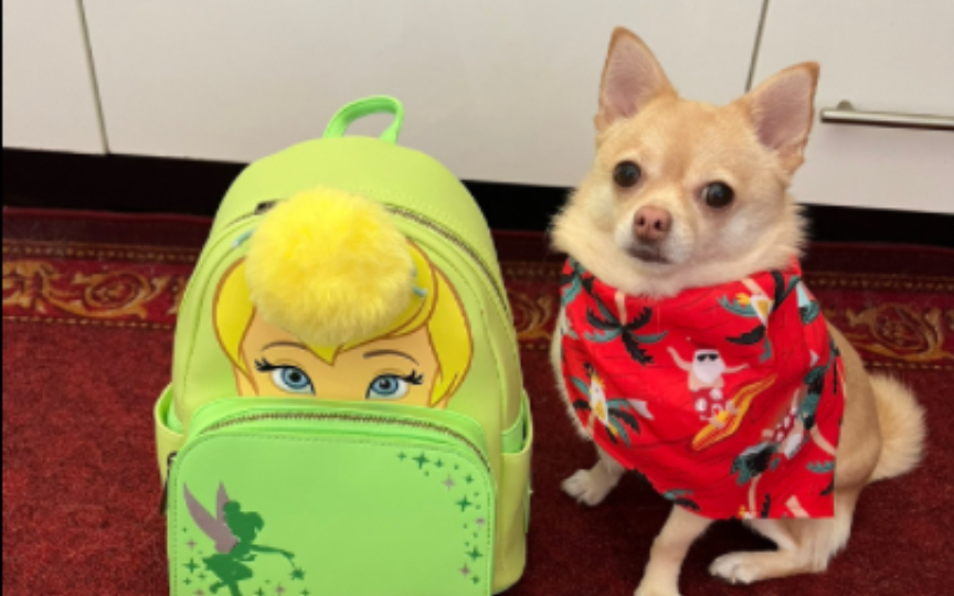 聪明的狗狗都背小书包上学了
