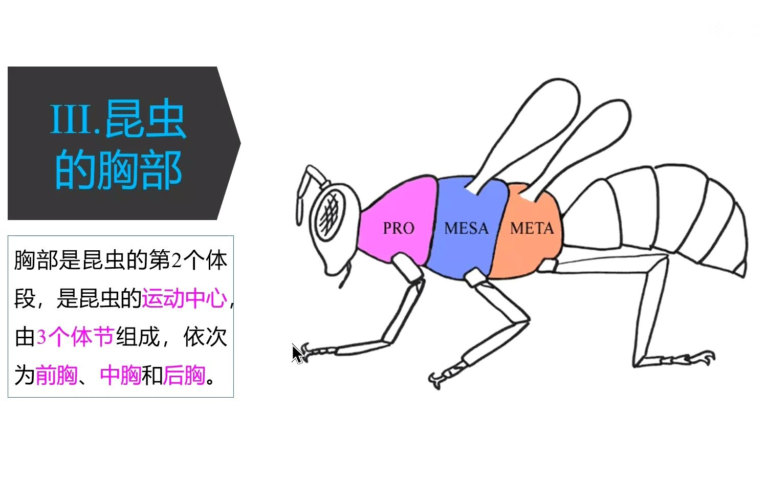 第二章 昆虫的外部形态  3.昆虫的胸部哔哩哔哩bilibili