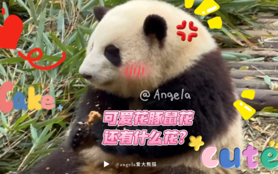 煤气罐罐花,聪明花,豚鼠花,优雅花,可爱花,迷人花还有啥花?