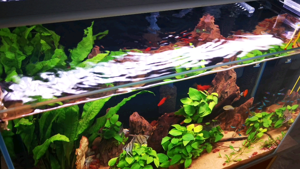 热带鱼,灯鱼,造景