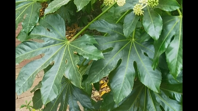 八角金盘开花了