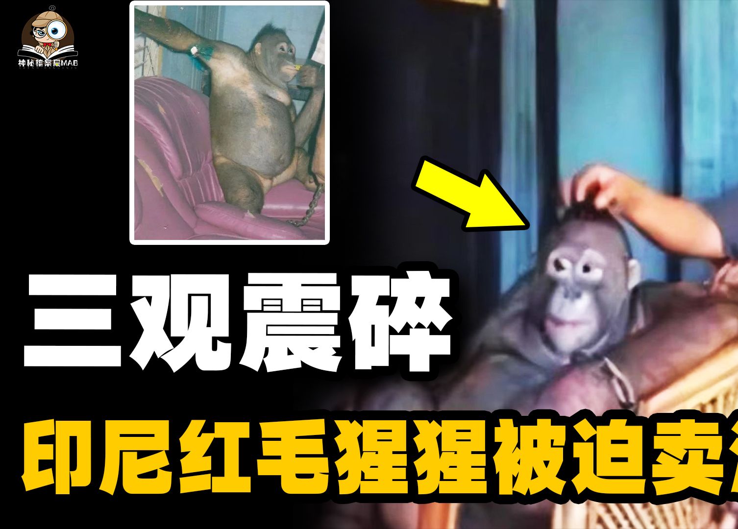 印尼红毛猩猩被迫卖淫,平均每天接六名客人,实在炸裂!哔哩哔哩bilibili