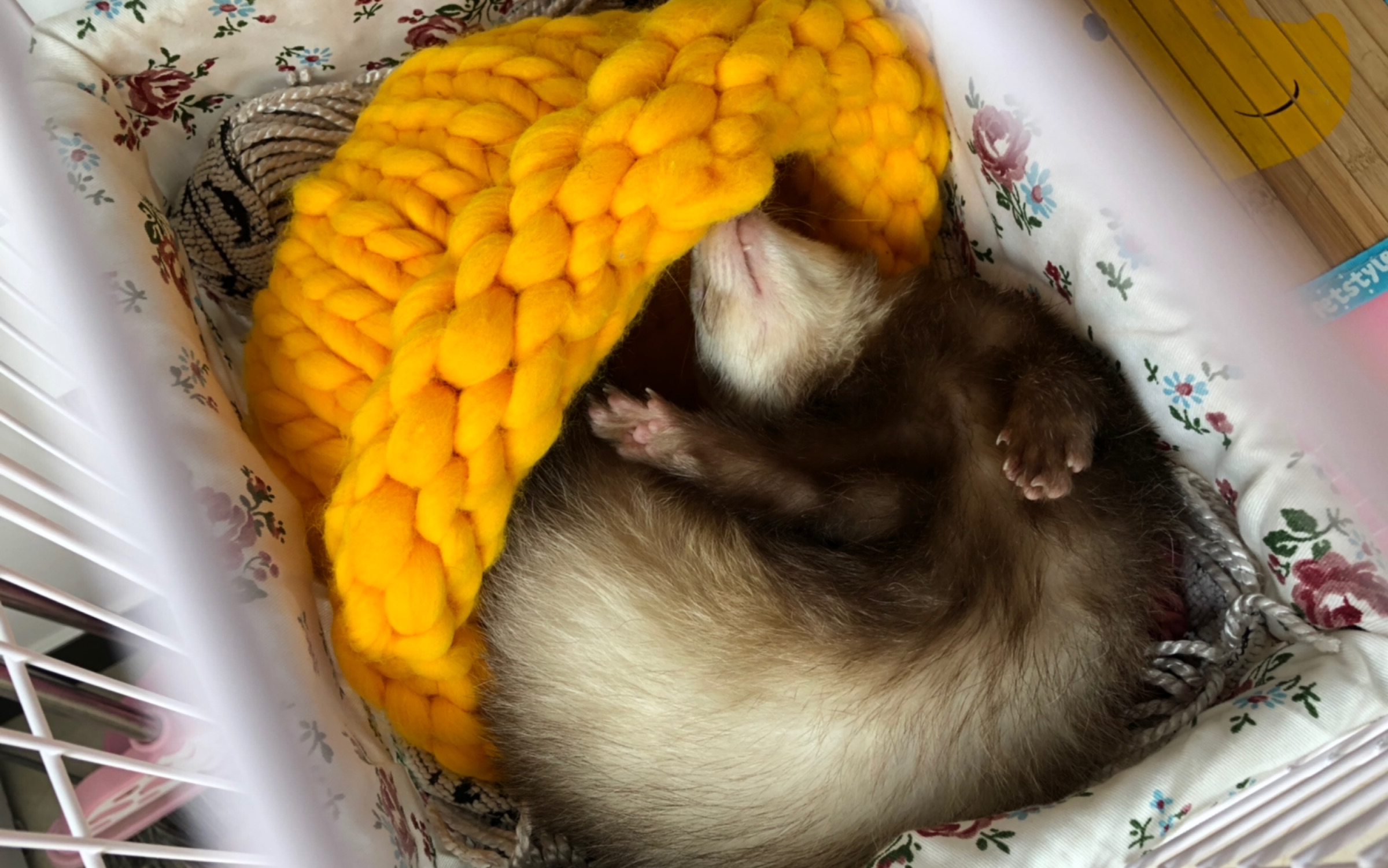 傻貂终于换笼子了～～回头还有个大别野等着它哈哈哈哈_哔哩哔哩 (゜