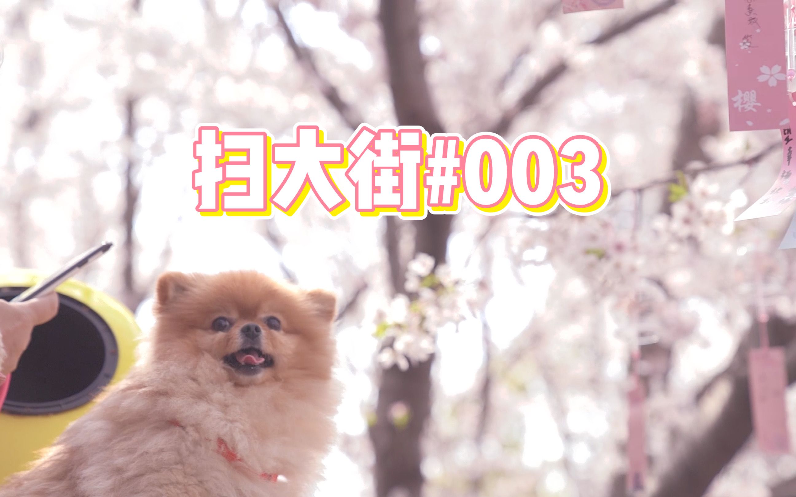 扫大街#003 春日无锡 | 升格的樱花,同样稍纵即逝哔哩哔哩bilibili