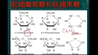 【生物与医药】之生物化学知识点讲解-呋喃和吡喃