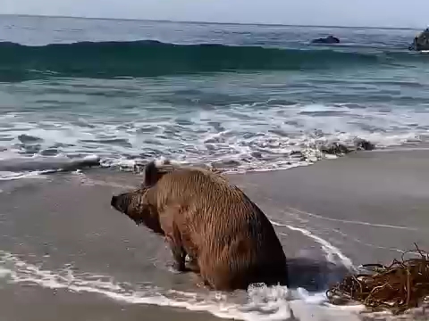 快乐宠物猪经常看大海